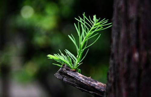 汽车巨头沃尔特·珀西·克莱斯勒的励志故事：成功始于一个伟大的想法