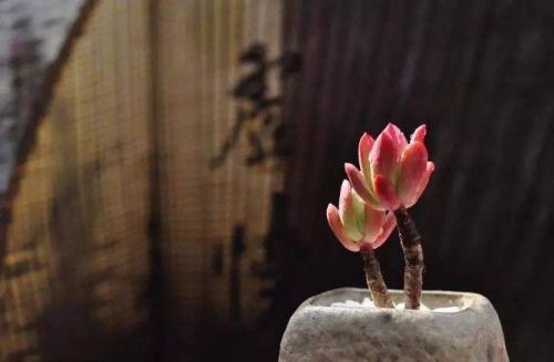莎士比亚经典语录(中英文）