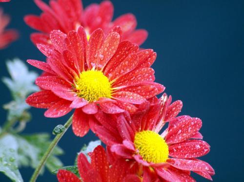描写菊花的句子大全