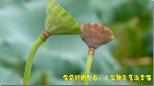 经典人生感悟的小故事：不该忙的就不要忙