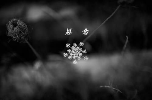 表达思念的句子50句