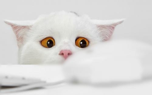 介绍猫的作文500字