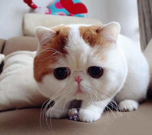 阅读经典：猫——郑振铎