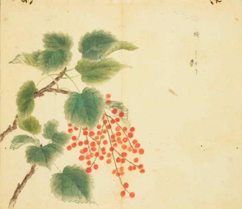 《人间草木》读后心得800字精选三篇