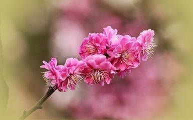 赞美梅花的作文400字四篇