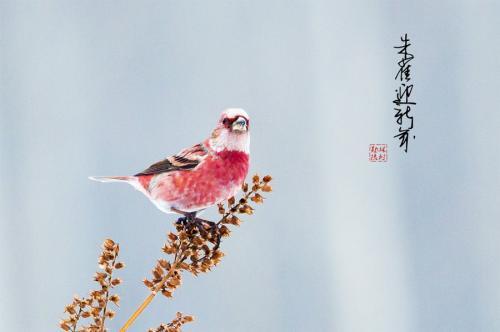 公司新年贺词精选50句