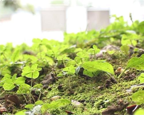理想与幸福——奥斯特洛夫斯基