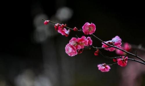 赞美腊梅的优美句子40句