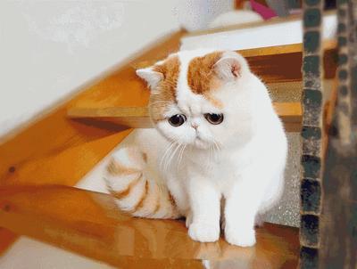 《一只到处旅行的猫》好词好句