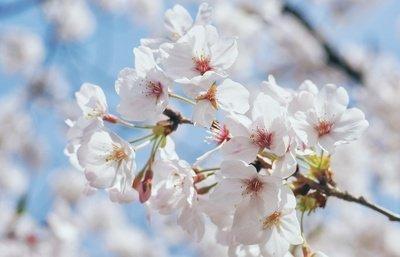 清明节朋友圈问候语50句
