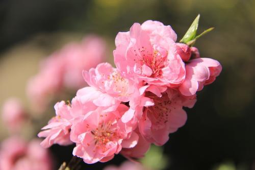 描写樱花唯美50句子