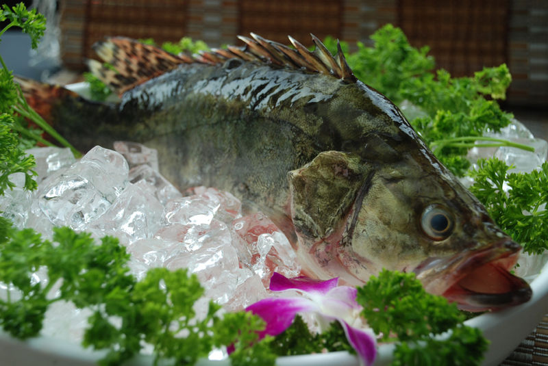 桂花鲈烹饪 桂花鲈烹饪