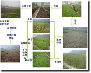 植物修复 植物修复