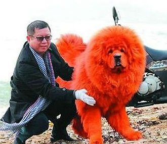 纯红藏獒 纯红藏獒