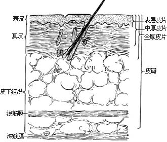 皮肤层次