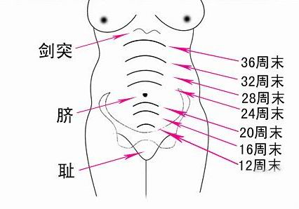 孕期宫高和腹围标準示意图 孕期宫高和腹围标準示意图