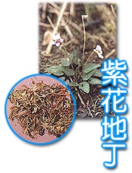 堇菜科 堇菜科