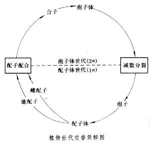 植物世代交替模式图解 植物世代交替模式图解