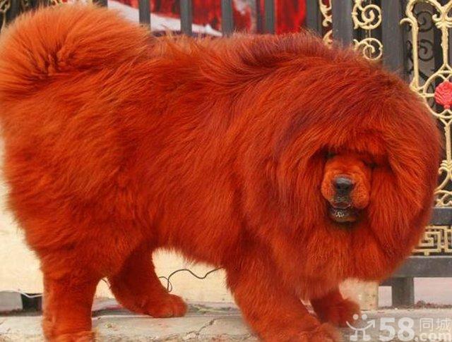 纯红藏獒 纯红藏獒
