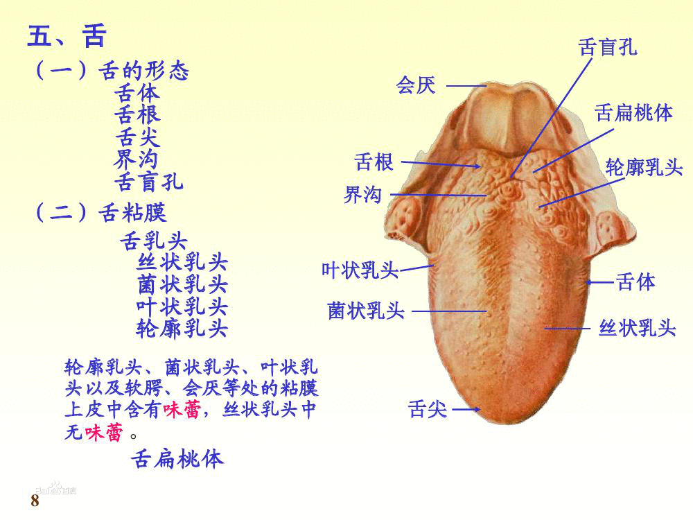 舌(三寸(舌头的别称)) 舌(三寸(舌头的别称))
