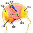 假性延髓麻痹(假性球麻痹) 假性延髓麻痹(假性球麻痹)