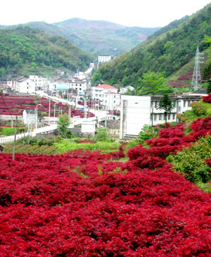 梨洲村 梨洲村