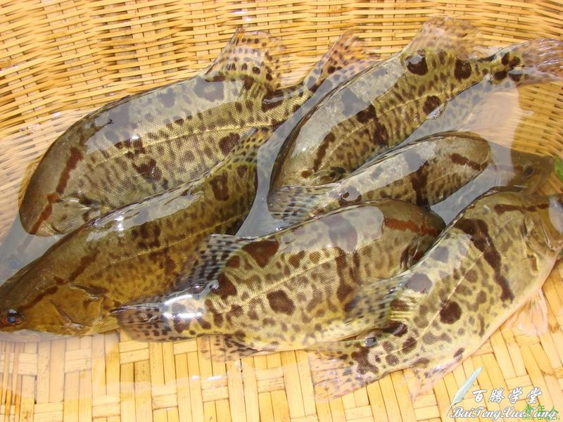 鳌花鱼 鳌花鱼