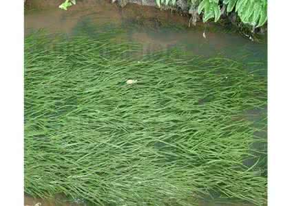 植物修复 植物修复