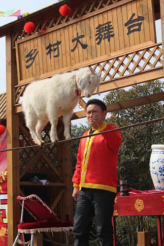 山羊走钢丝 山羊走钢丝