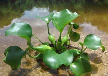 植物修复 植物修复