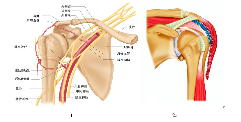 肩关节运动学 肩关节运动学