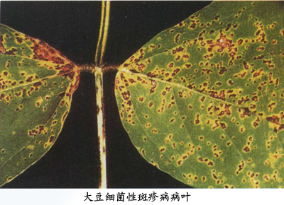 大豆细菌斑疹病 大豆细菌斑疹病