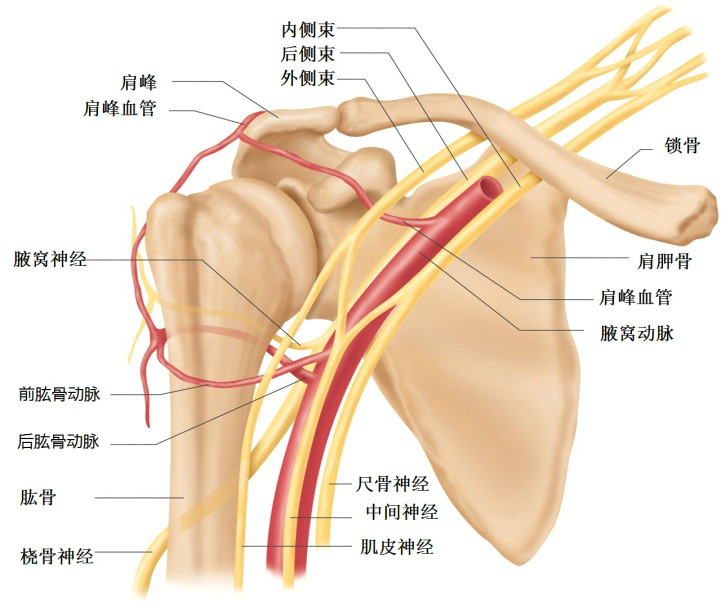 肩关节运动学 肩关节运动学