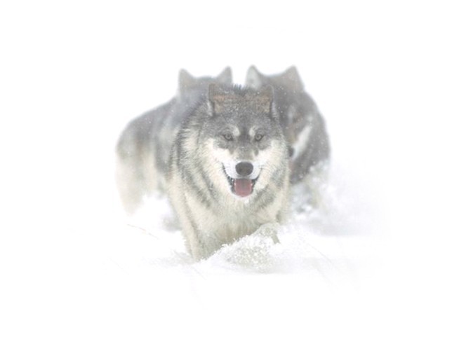 雪狼偏光太阳镜