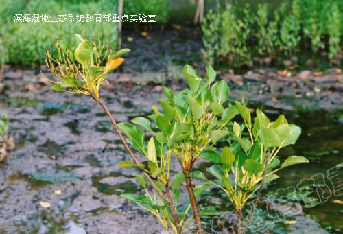 红树植物 红树植物