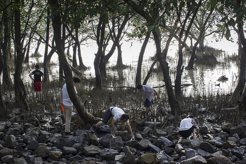 西湾红树林湿地公园 西湾红树林湿地公园