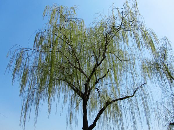 垂柳