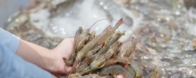 虾有哪些品种