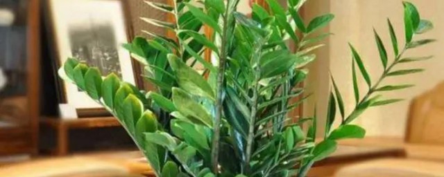 茶叶店吧台放哪些绿植招财