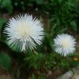 香矢车菊 香矢车菊