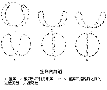 蜜蜂舞 蜜蜂舞