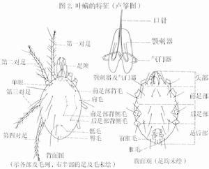 叶螨:李隆术从1989年起对多种螨类进行调查 叶螨:李隆术从1989年起对多种螨类进行调查