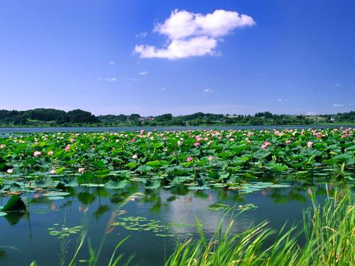 白洋淀风景 白洋淀风景