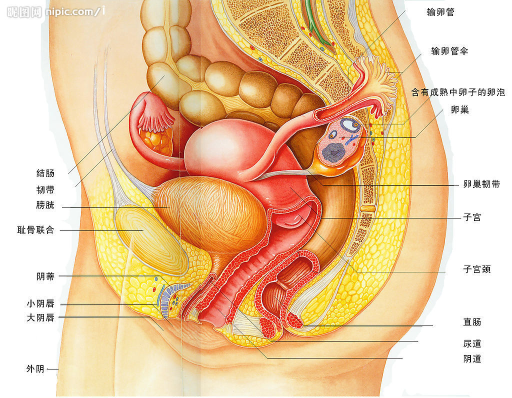 人体脏腑器官图 人体脏腑器官图