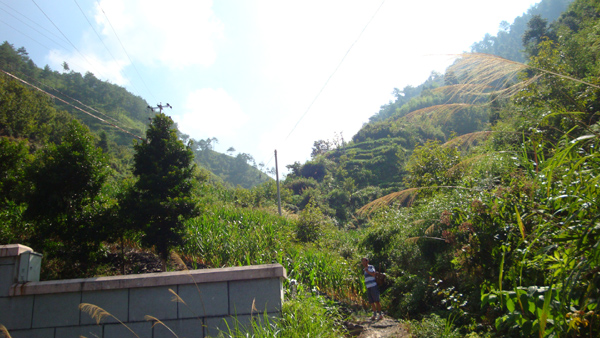 高山茶园 高山茶园