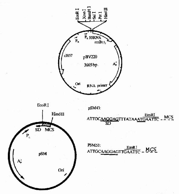 大肠桿菌操纵子 大肠桿菌操纵子