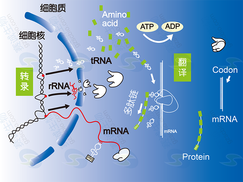 基因表达调控(即从DNA到蛋白质的过程调节) 基因表达调控(即从DNA到蛋白质的过程调节)