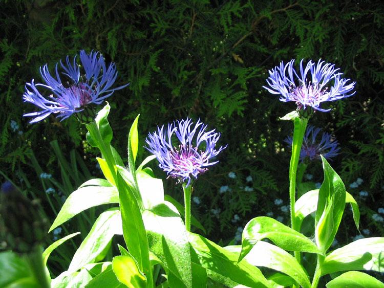 大矢车菊 大矢车菊