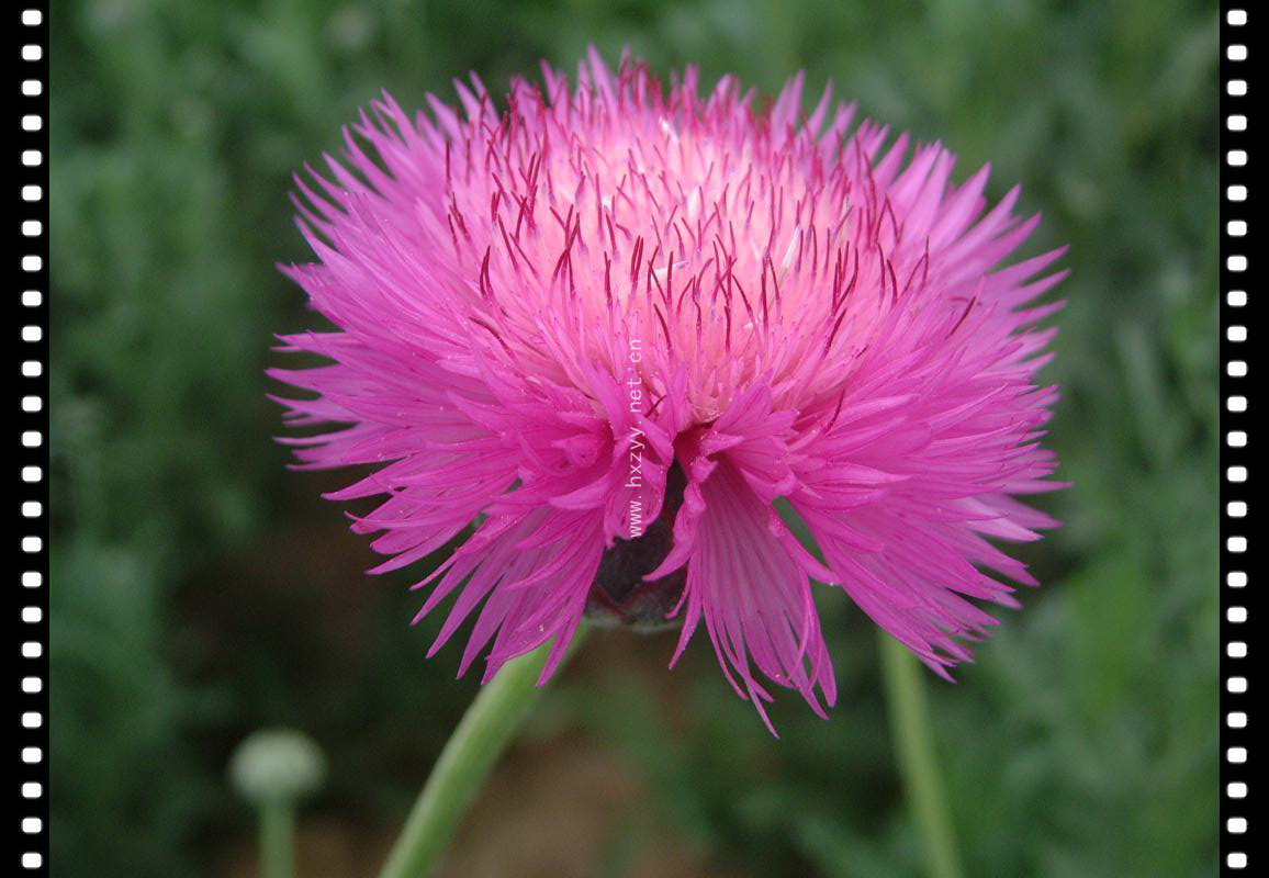 香矢车菊 香矢车菊