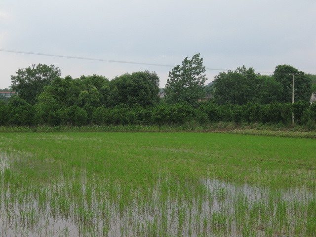 漆河镇曙光村 漆河镇曙光村